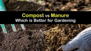 Compost vs Manure titleimg1