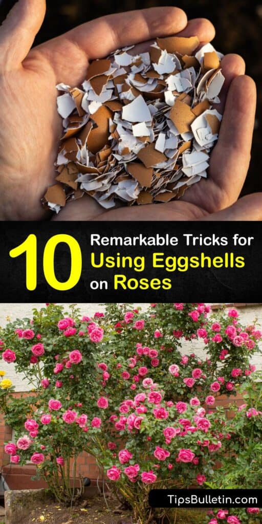 Learn how to use a leftover eggshell to feed your roses. A crushed eggshell contains calcium carbonate and other essential minerals, and combining it with wood ash, banana peels, and coffee grounds creates a natural fertilizer for your plant. #eggshell #fertilizer #roses