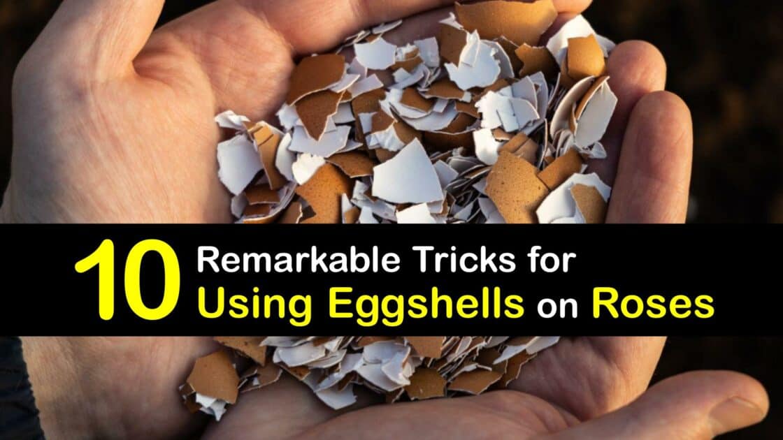 Eggshells And Roses DIY Eggshell Fertilizer For Rose Bushes