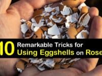 Eggshells for Roses titleimg1