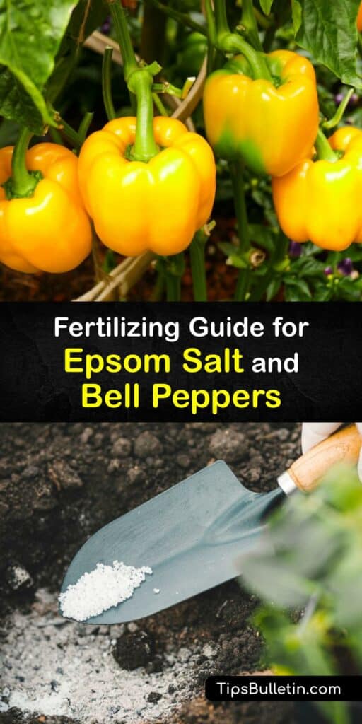 Learn how to use Epsom salt for perfect bell peppers. Magnesium sulfate in your pepper pot makes growing any tomato or bell pepper plant a snap by replenishing depleted nutrients in deficient soil. Get growing peppers with these incredible tips and tricks. #epsom #salt #bell #peppers