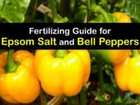 Epsom Salt for Bell Peppers titleimg1