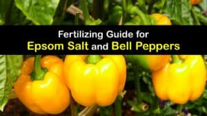 Epsom Salt for Bell Peppers titleimg1