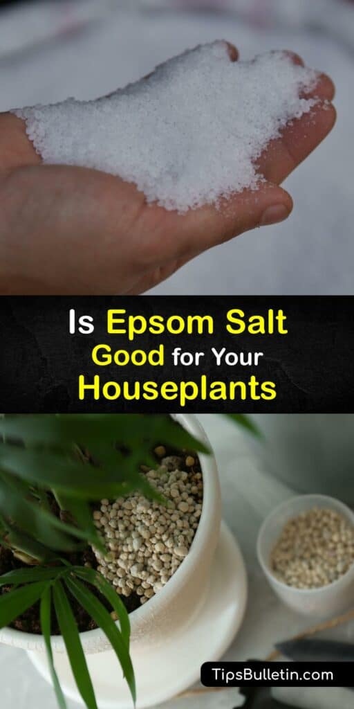 The Epsom Salt Council states that magnesium sulfate or Epsom salt is beneficial for helping indoor plants recover from a magnesium deficiency. Although Epsom salt works as plant food, is using Epsom salt always good to use on your house plant? #epsom #salt #houseplants