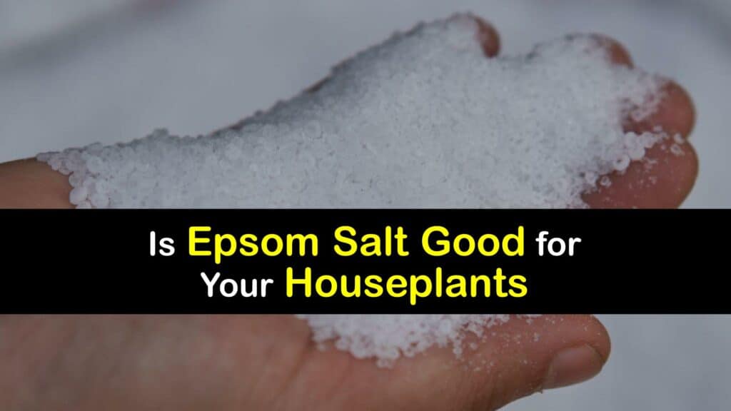 Epsom Salt for Houseplants titleimg1