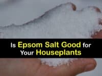 Epsom Salt for Houseplants titleimg1