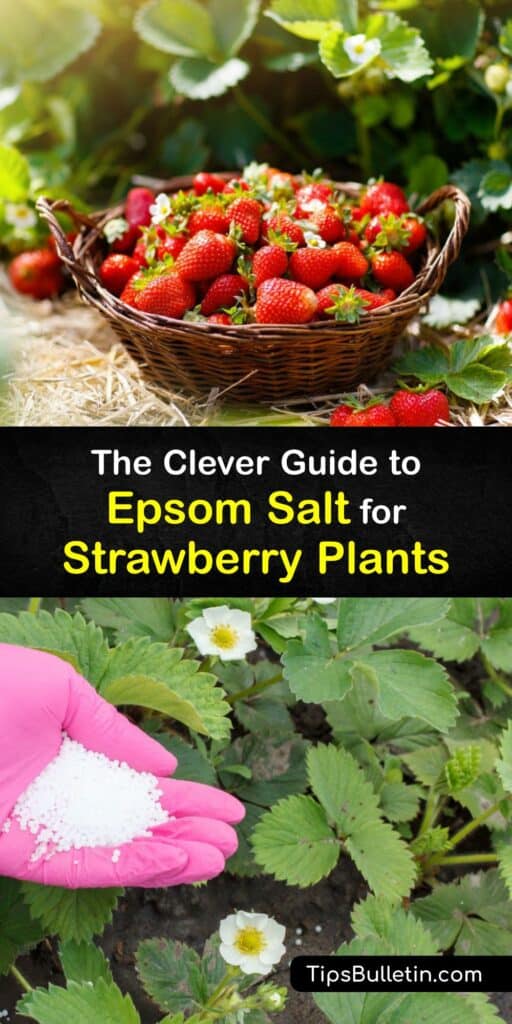 If you’re searching for a quick answer to how to fertilize your strawberry plant or tomato plant without affecting soil pH, try Epsom salt. Skip Miracle Grow and use Epsom salt for planting strawberries and produce a huge harvest of strawberries. #Epsom #salt #strawberries