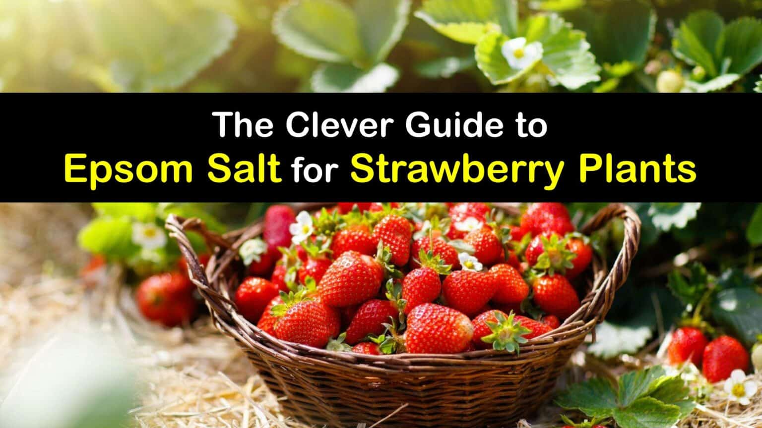 Epsom Salt and Berry Plants Homemade Strawberry Fertilizer