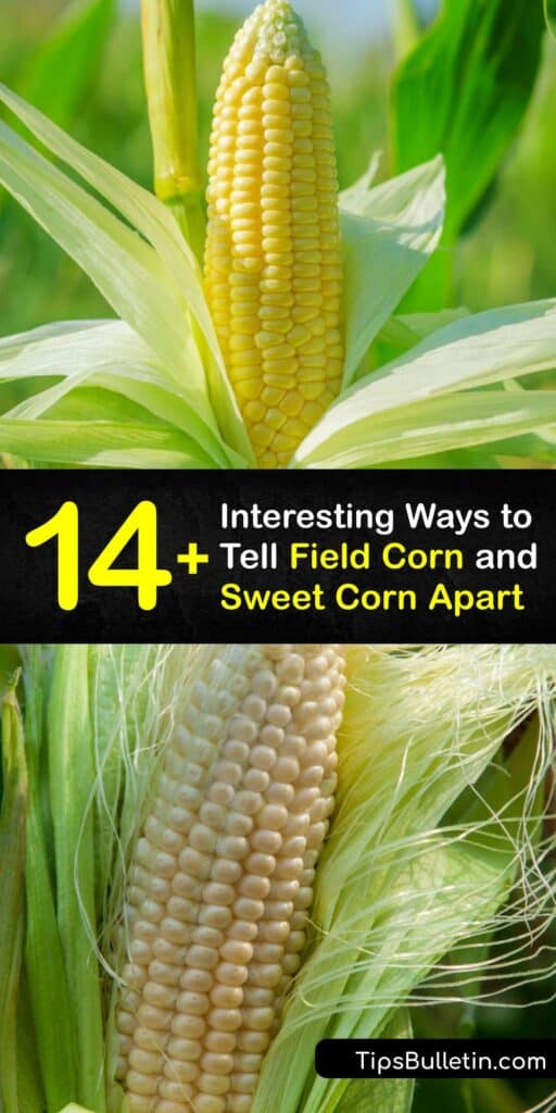 If you aren't familiar with the industry behind corn, you might be surprised there are over half a dozen types of corn. We're familiar with supersweet corn, but flint corn, dent corn, and flour corn are types of corn that are essential to the creation of many products we love. #corn #sweet #field