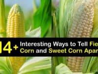 Field Corn vs Sweet Corn titleimg1