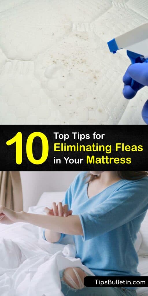 Learn how to get rid of a flea infestation in a mattress and prevent fleas from returning with pest control methods. Adult fleas cause flea bites and lay hundreds of flea eggs, and it’s vital to treat your bedding to keep them from infesting your home. #infestation #mattress #fleas