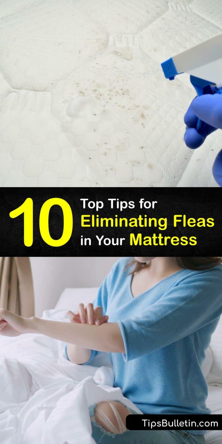 Treat a FleaInfested Mattress Getting Rid of Fleas in Mattresses