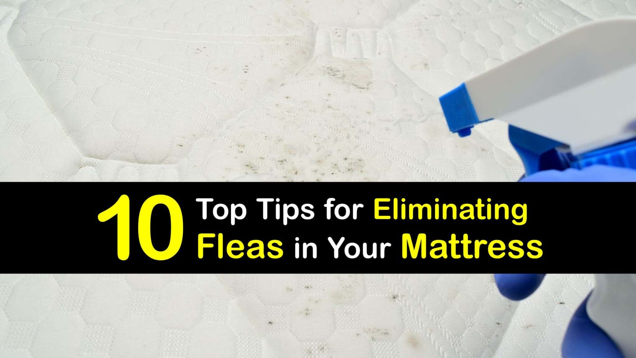 fleas in foam mattress