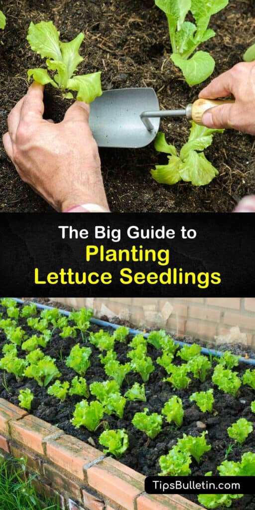 Discover how simple it is to grow different types of lettuce seedlings like looseleaf and Butterhead at home. Follow our guide to learn what lettuce seeds need to germinate, how to protect your lettuce from aphids, and what happens to lettuce in hot weather. #lettuce #seedling #planting