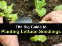 Growing Lettuce from Seedlings titleimg1