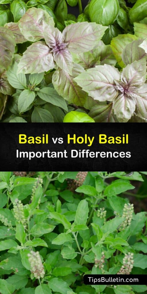 Sweet basil leaves are used in pesto and Italian food. Holy basil originates in India and Asia, is less common, and is used in Asian cuisine. Discover the differences between basil and a holy basil plant. Choose these or a variety like lemon basil or Thai basil for your garden. #holy #basil #sweet