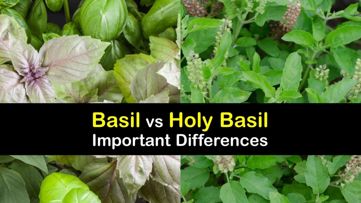 How are Basil and Holy Basil Different Basil Differences