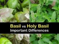 Holy Basil vs Basil titleimg1