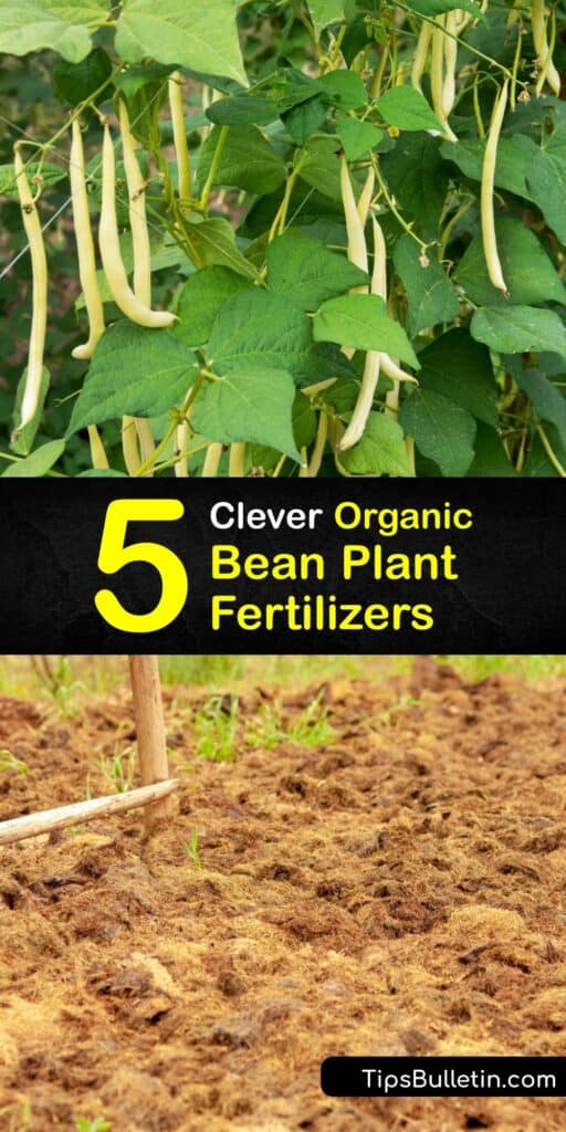 Discover our suggestions on making a homemade fertilizer for fava beans and other bean plants. The best fertilizer for beans is compost tea made from well-aged compost that includes nitrogen material and beneficial microorganisms to support healthy plant growth. #homemade #bean #fertilizer