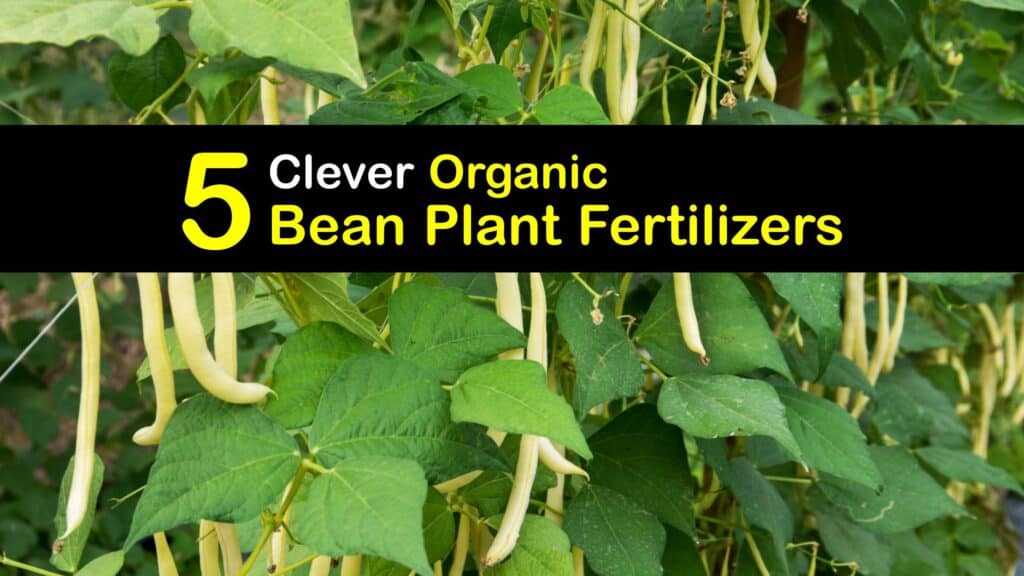 Homemade Fertilizer for Beans titleimg1