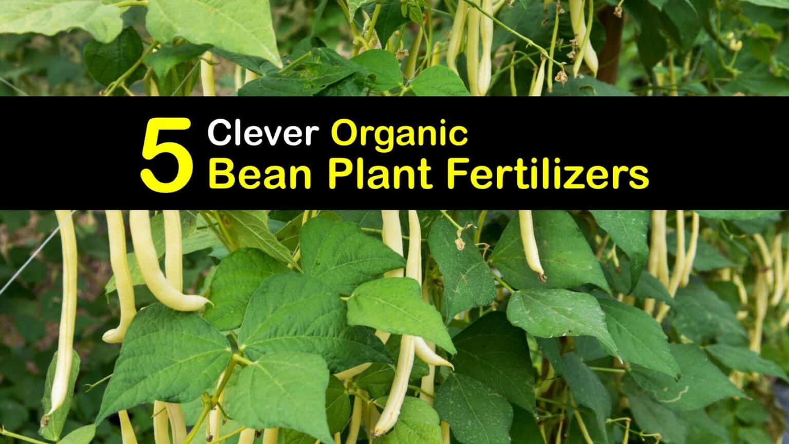 Smart Bean Fertilizers DIY Organic Bean Plant Food