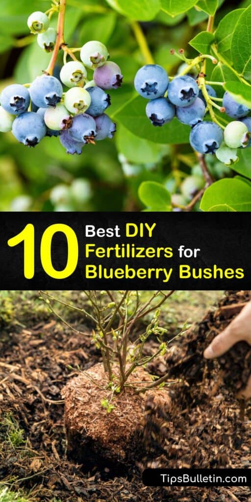 Discover ways to make homemade organic fertilizer for blueberry plants for the best berry harvest. Blueberries need acidic soil and adjusting the soil pH with plant food goes a long way to growing productive blueberry bushes. #homemade #blueberry #fertilizer