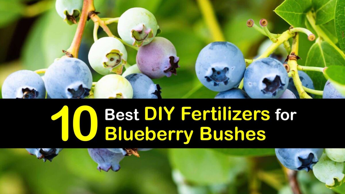 Stunning Homemade Blueberry Fertilizers DIY Blueberry Food