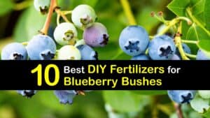 Homemade Fertilizer for Blueberries titleimg1