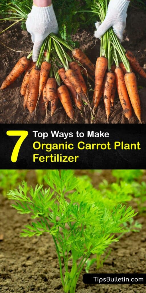 DIY granular and liquid fertilizer options enrich your soil for carrot seed in regular and container gardening. Craft homemade carrot fertilizer for growing carrots with banana peel and coffee grounds to give your plant healthy carrot green tops and roots. #homemade #fertilizer #carrots