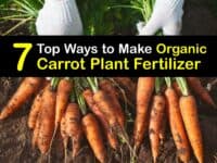 Homemade Fertilizer for Carrots titleimg1