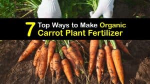 Homemade Fertilizer for Carrots titleimg1