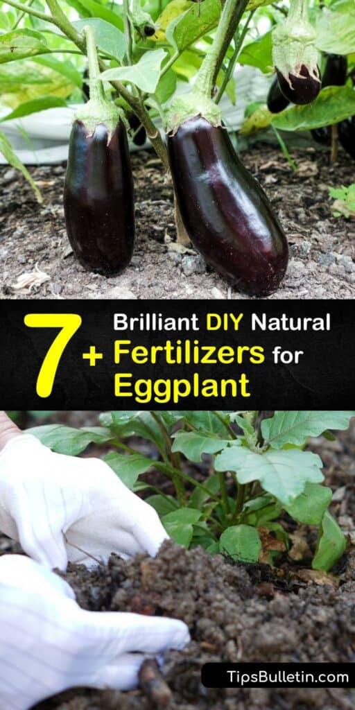 Discover ways to make a homemade eggplant fertilizer using everything from Epsom salt and banana peels to eggshells and manure tea. Enriching the soil with organic fertilizer like compost ensures that your plant produces eggplant fruit. #homemade #fertilizer #eggplant