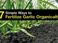 Homemade Fertilizer for Garlic titleimg1