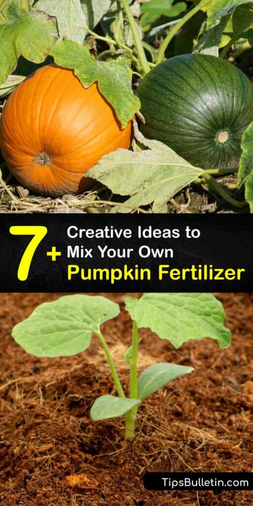 Learn to make DIY granular or liquid fertilizer for growing pumpkins or starting pumpkin seeds. Whether you want to produce a harvest with leftover pumpkin, grow a giant pumpkin, or raise an organic pumpkin plant, homemade fertilizer is essential for growing pumpkin. #homemade #fertilizer #pumpkins