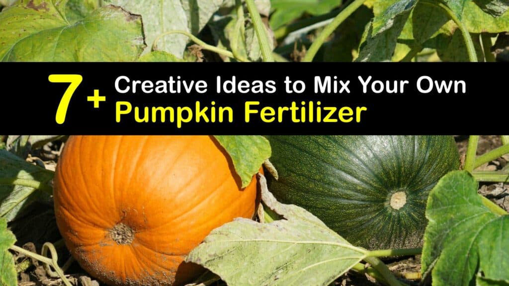 Homemade Fertilizer for Pumpkins titleimg1