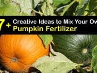 Homemade Fertilizer for Pumpkins titleimg1