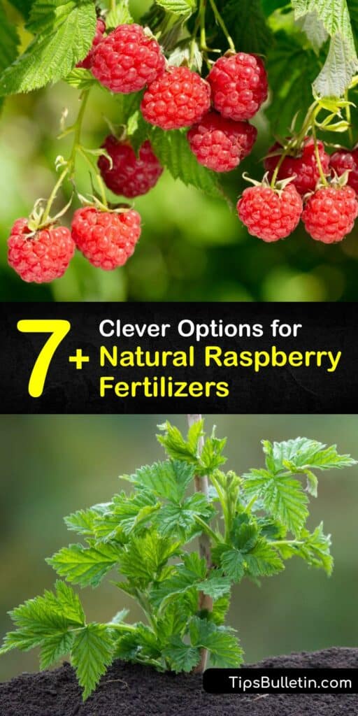 To grow raspberry bushes, you need to provide your raspberry bush with the best natural plant food to get a rewarding harvest. Red raspberry plants thrive when provided with nitrogen, potassium, and phosphorus from organic sources. #homemade #raspberry #fertilizer
