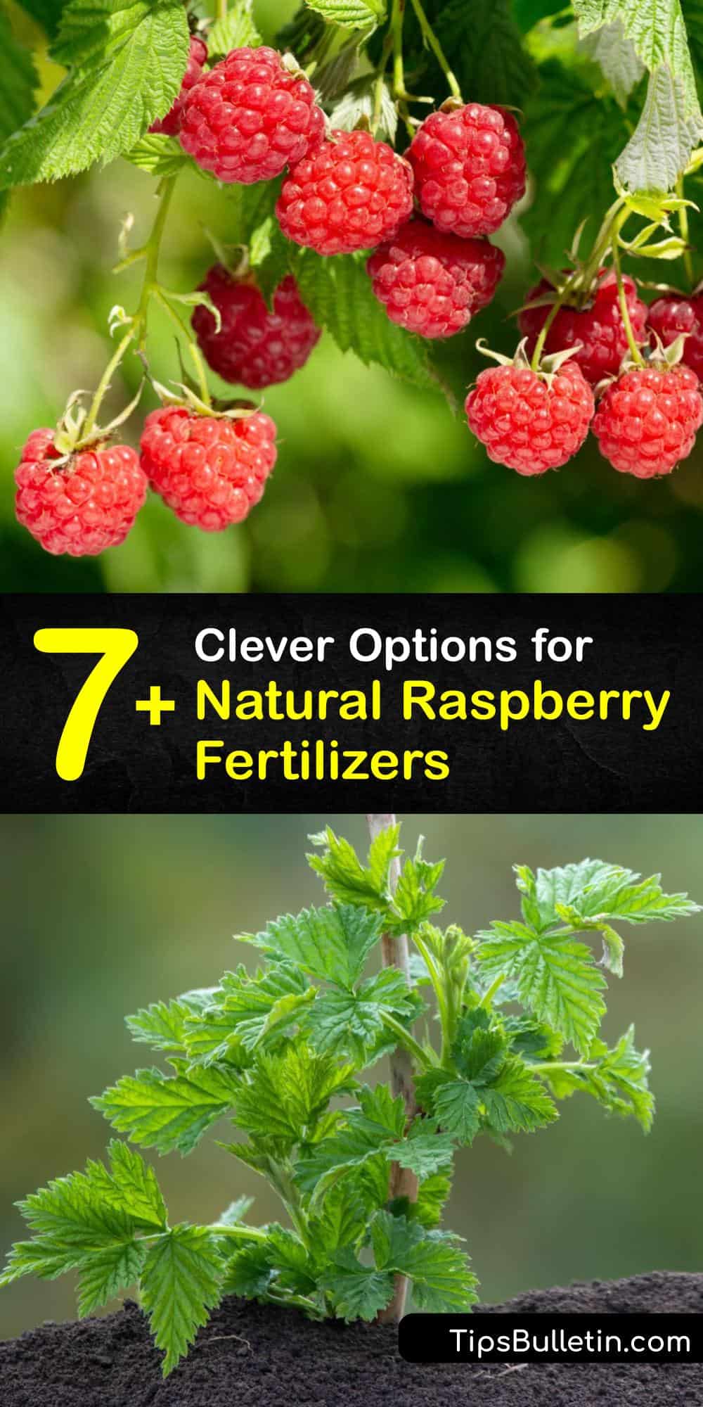 Organic Raspberry Fertilizer DIY Raspberry Bush Food