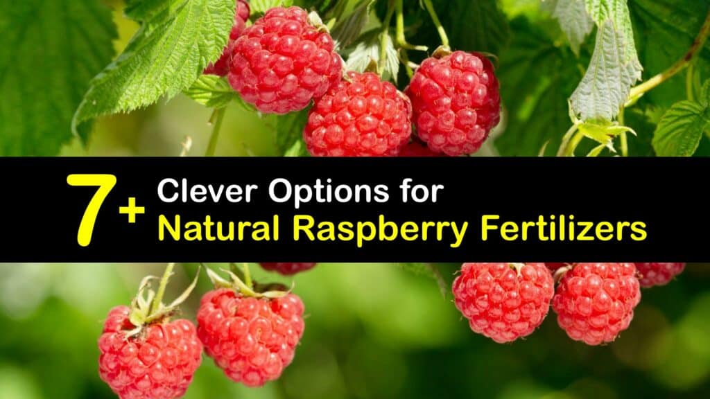 Homemade Fertilizer for Raspberries titleimg1