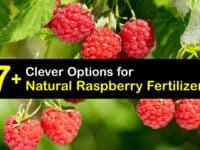 Homemade Fertilizer for Raspberries titleimg1