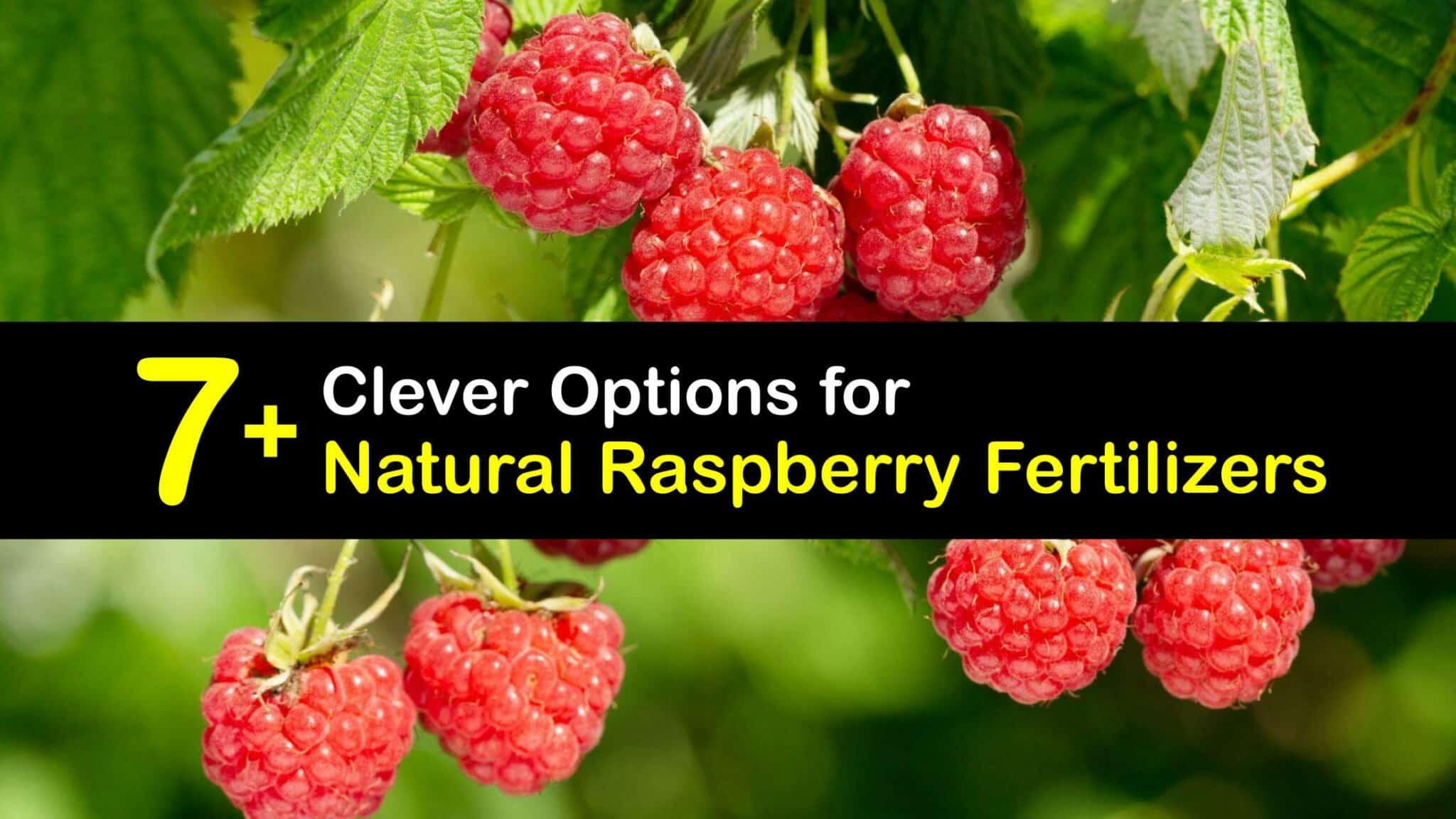 Organic Raspberry Fertilizer DIY Raspberry Bush Food