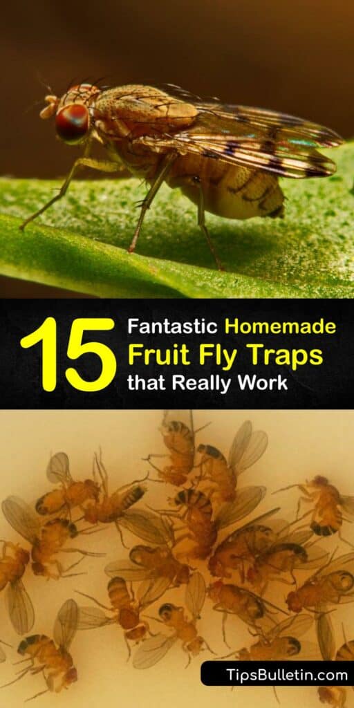 Explore how to make a fruit fly trap using everyday products and food. Use items like white vinegar, dish soap, apple cider vinegar, plastic wrap, and more to efficiently trap fruit flies and get them out of your house. #homemade #fruit #fly #trap