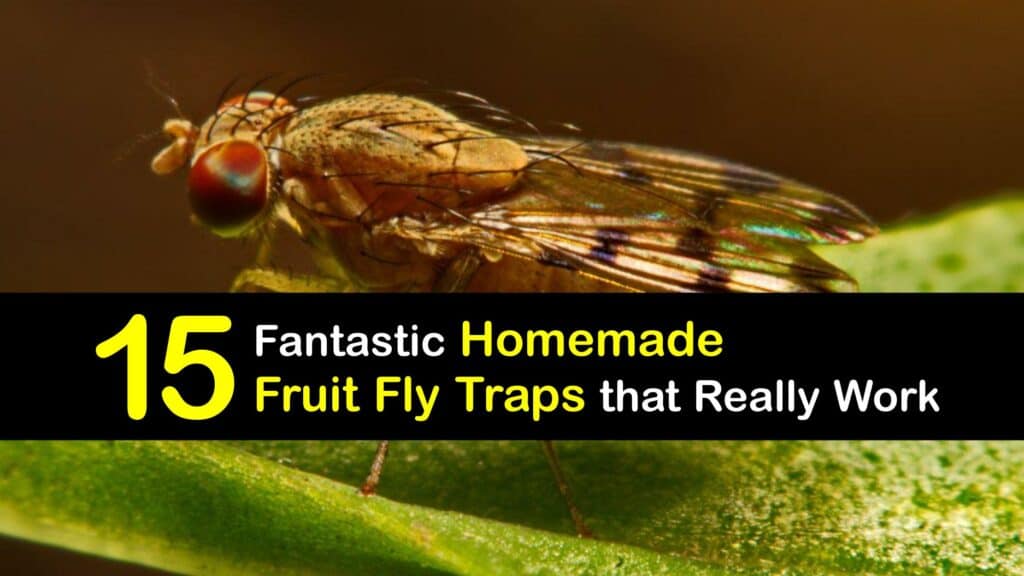 Homemade Fruit Fly Trap - Tips Bulletin