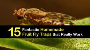 Homemade Fruit Fly Trap titleimg1