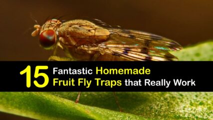 DIY Fruit Fly Traps - Smart Trapping Ideas for Fruit Flies