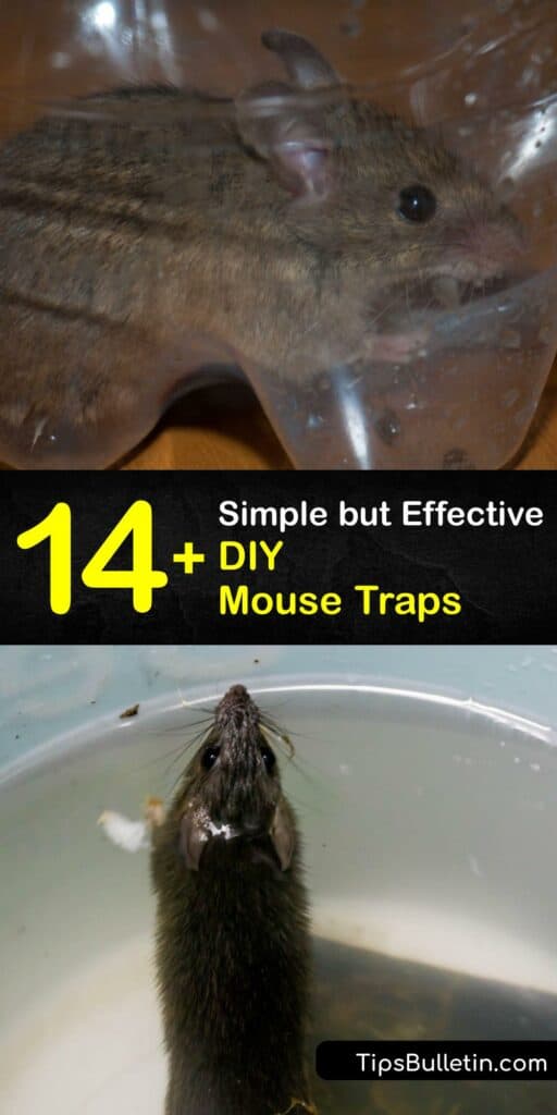 Beat your rodent issue with a DIY mouse trap and bait like peanut butter on a cotton ball. Avoid messy mouse traps like a snap trap and craft a homemade mouse trap using a bucket, bottle or shoebox to remove mice from your house. #homemade #mouse #traps