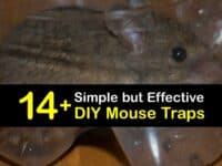 Homemade Mouse Traps titleimg1
