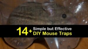 Homemade Mouse Traps titleimg1