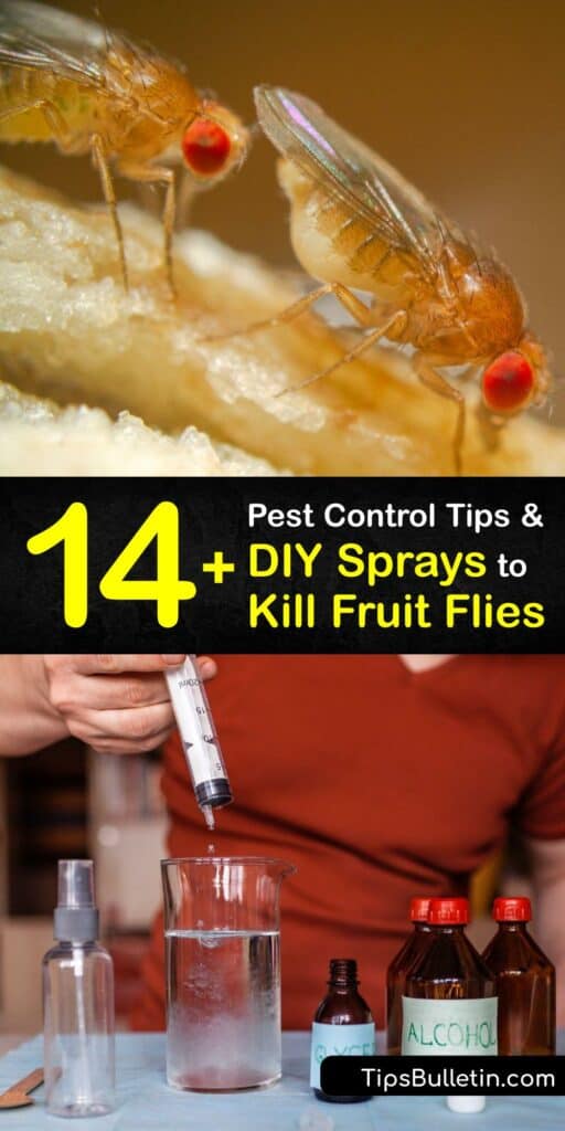 Learn how to make a homemade fruit fly spray or fly trap in a few simple steps. Fruit flies love the scent of overripe fruit, and it’s easy to draw them into a plastic wrap trap with cider vinegar or eliminate them with a dish soap spray. #homemade #fruit #fly #spray 