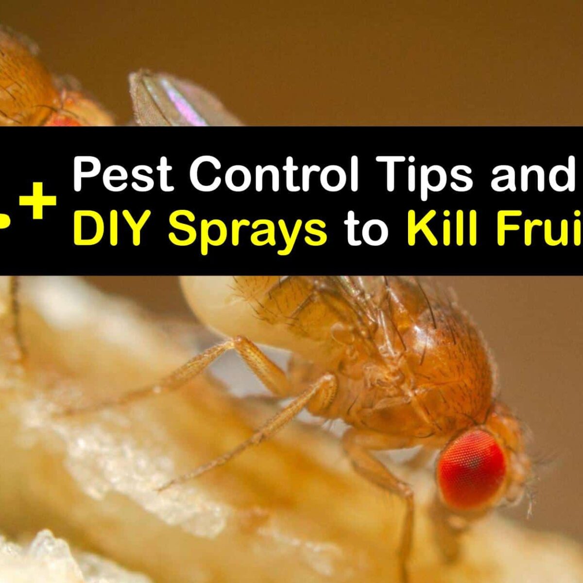 How to Kill Fruit Flies With Sprays – Pest Control & Pest Inspections